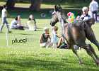 X81A8097 Lipizzaner im Burggarten Foto Pfluegl 160719